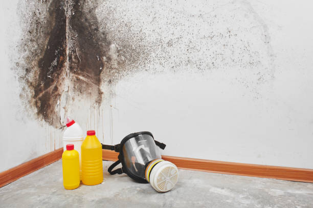 Best Toxic Mold Removal  in Port Jervis, NY