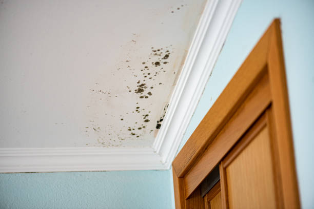 Best Mold Removal Near Me  in Port Jervis, NY