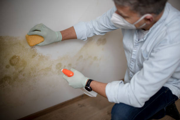 Best Black Mold Removal  in Port Jervis, NY