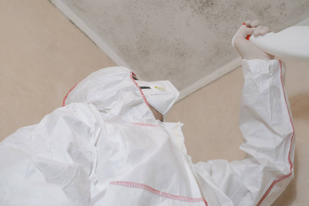 Best Black Mold Removal  in Port Jervis, NY