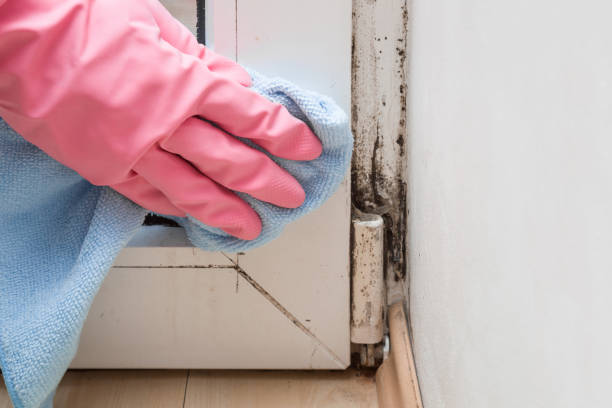 Best Mold Remediation Services  in Port Jervis, NY