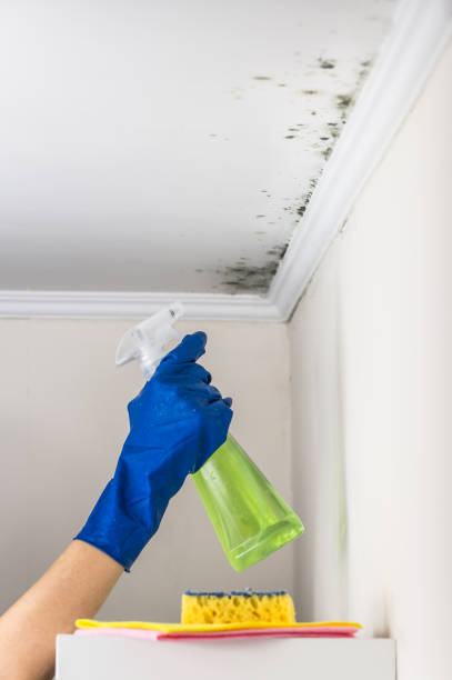 Best Mold Damage Repair  in Port Jervis, NY